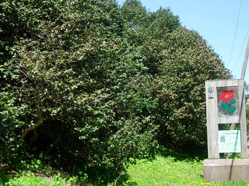 北限のツバキ(民有林:平内町より提供)