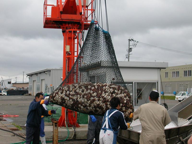 ホタテの水揚げ作業