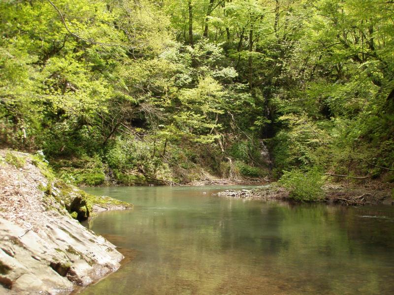 国有林が育む渓流