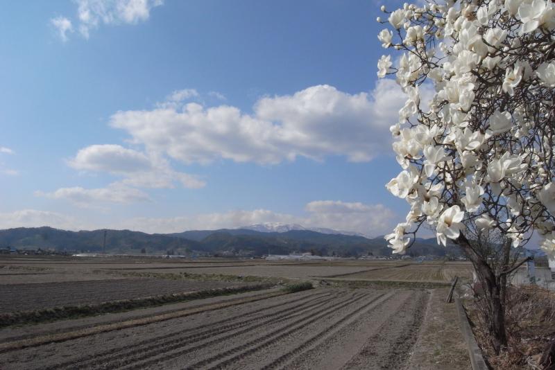 コブシと葉山