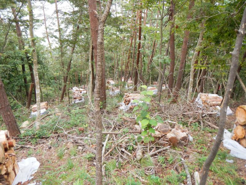 マツクイムシ被害状況