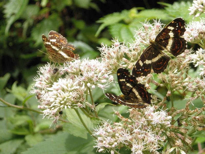 蜜を吸うサカハチチョウの群れ