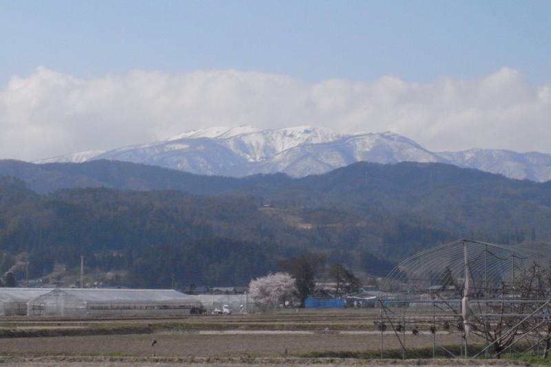 桜と葉山３