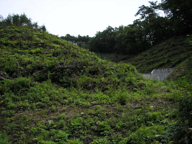 復旧したカラマツ造林地