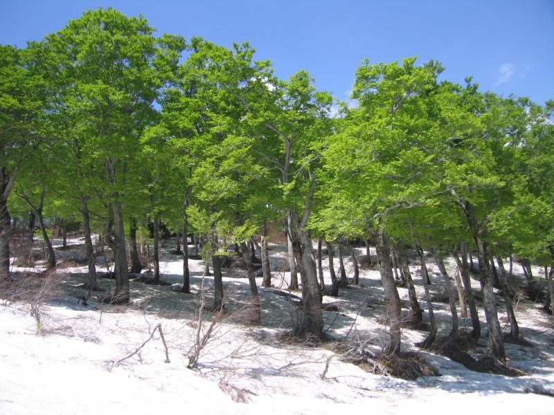 残雪の中のブナ林