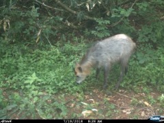 動物調査（センサーカメラ）