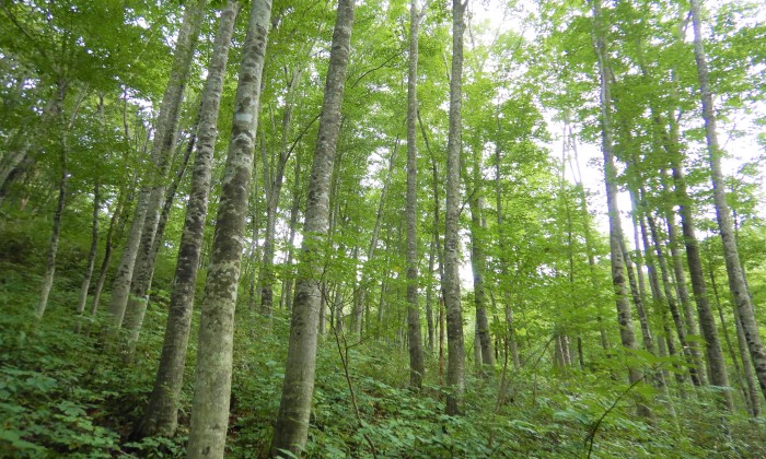 白神山地森林生態系保護地域