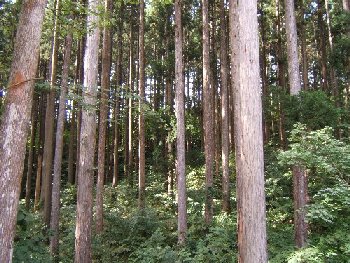 人工林杉