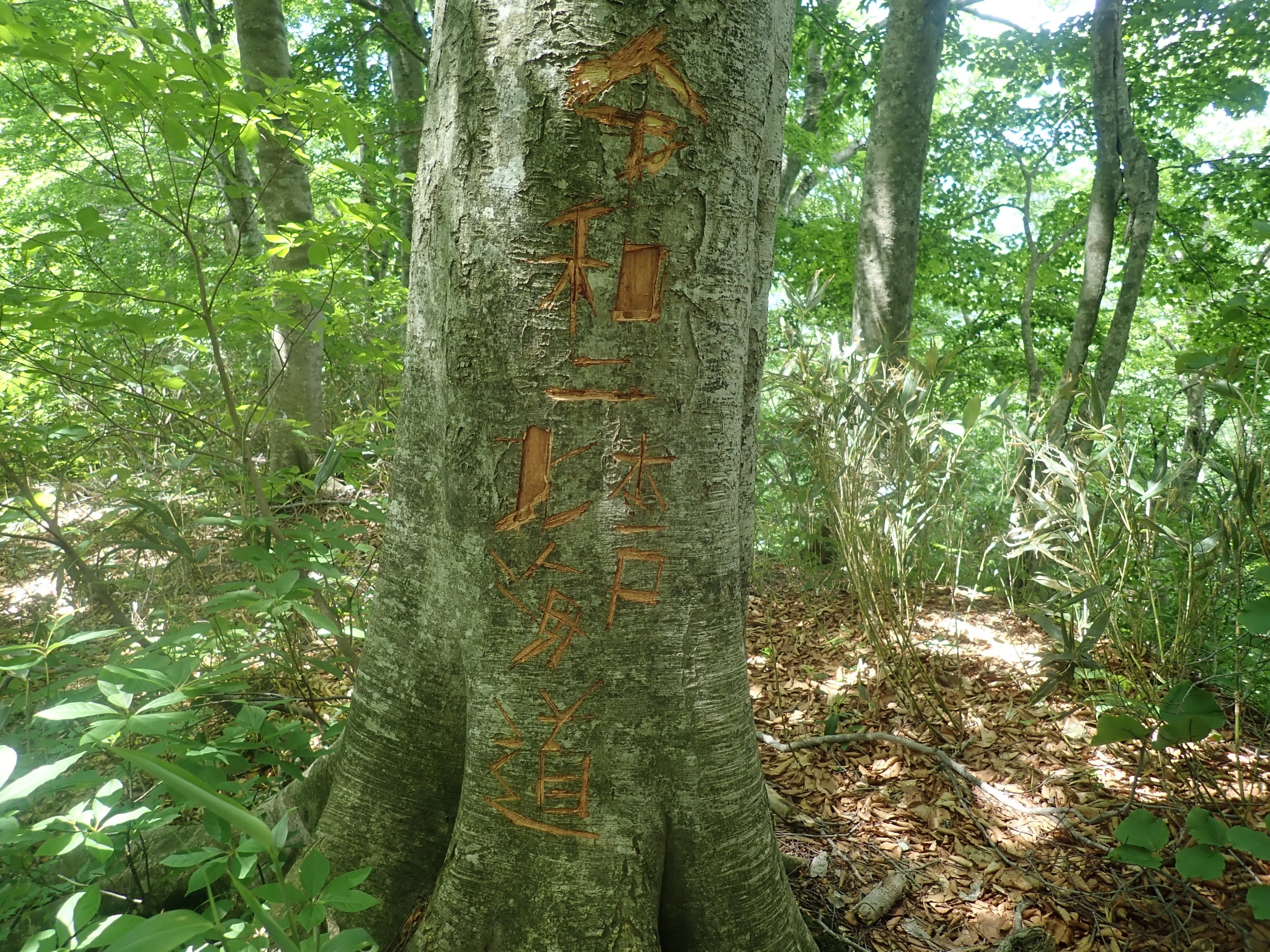 ブナの幹への彫り込み