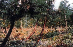 人工林の本数調整伐