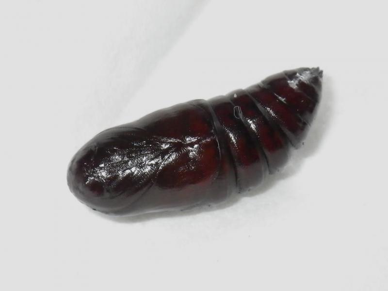 ブナアオシャチホコ蛹