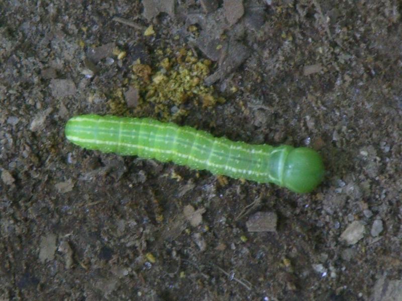 ブナアオシャチホコ幼虫