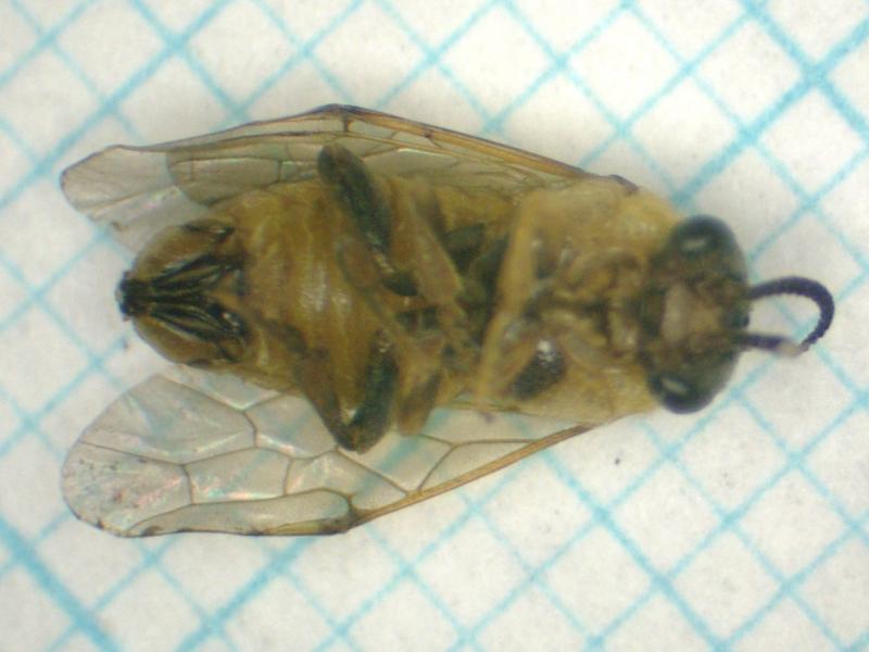 マツノクロホシハバチ