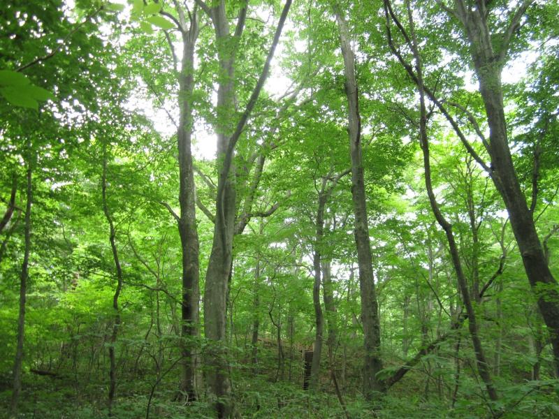 Beech forest of Tomeyama