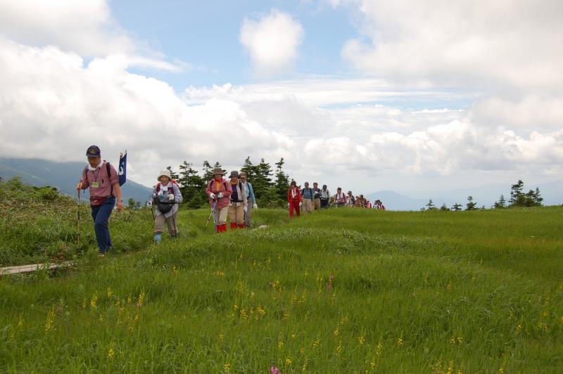 高山植物が咲き誇る田代平湿原