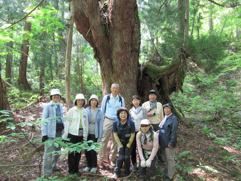 太良峡の歩道沿いで天然秋田杉と記念撮影