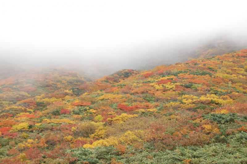 美しい紅葉に感嘆の声