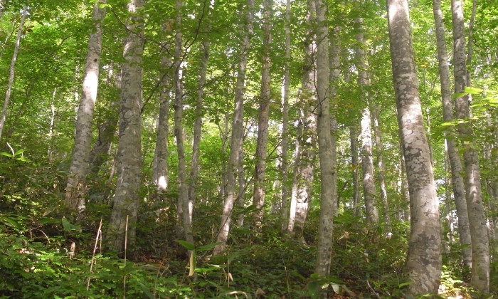 安家森ブナ遺伝資源希少個体群保護林