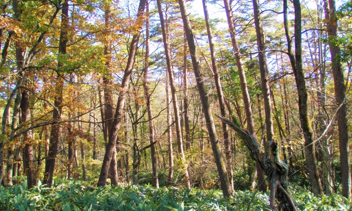 北上山御堂松