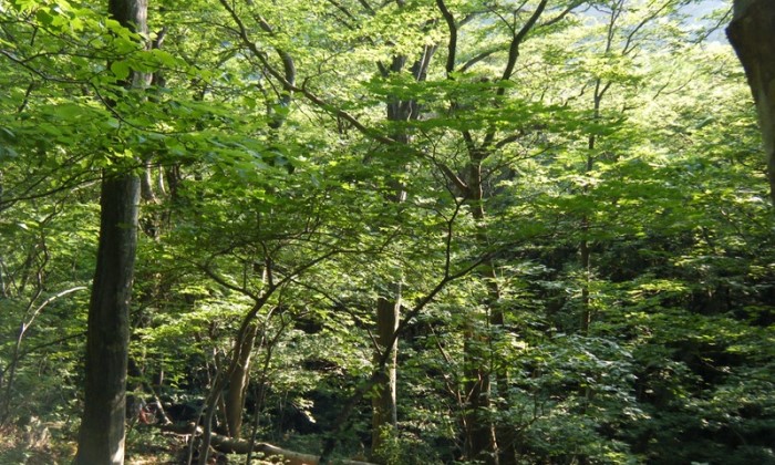 小黒崎アカシデ遺伝資源希少個体群保護林