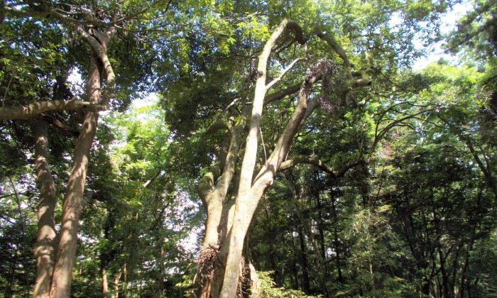斗蔵山ウラジロガシ遺伝資源希少個体群保護林