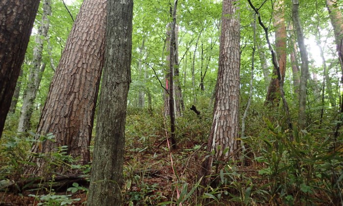 弥太郎山針葉樹希少個体群保護林