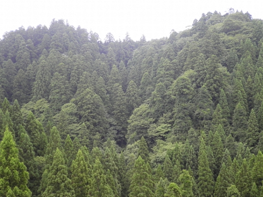 東北森林管理局/小掛山スギ植物群落保護林