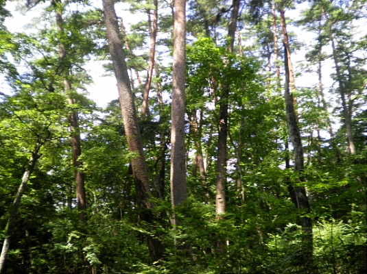 一関東山松植物群落保護林