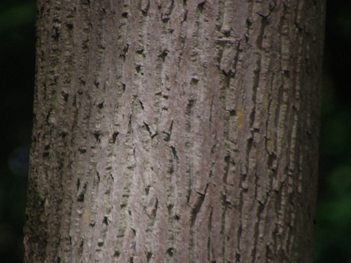 オニグルミ Juglans ailanthifolia