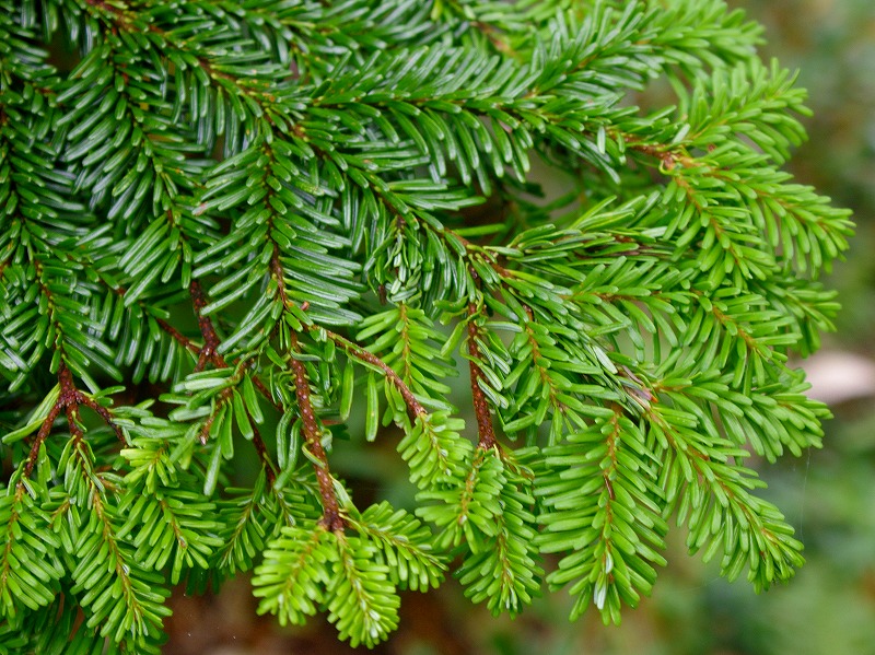 オオシラビソ（アオモリトドマツ）  Abies mariesii