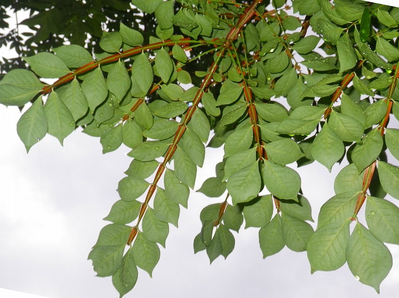 ニシキギ   Euonymus alatus