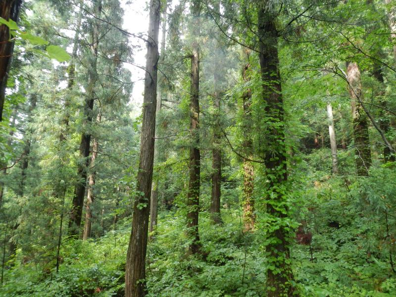 複層林施業指標林（1025と）