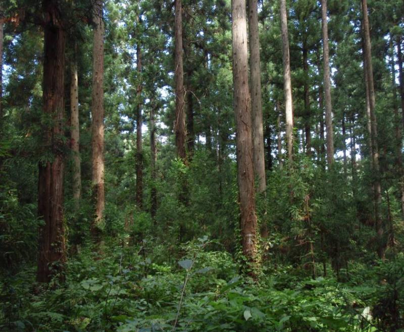 複層林施業指標林（1163よ1）
