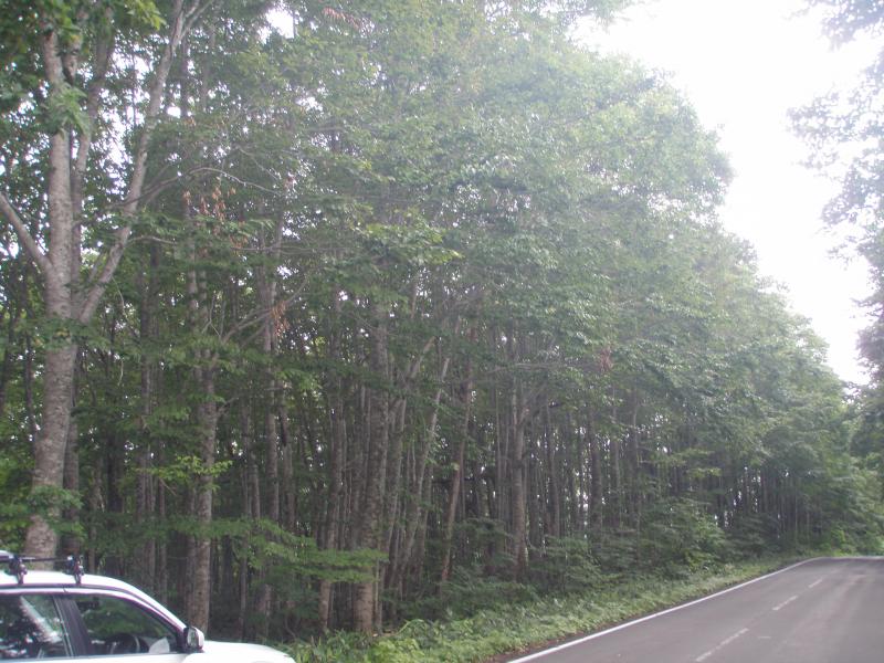 増田ブナ二次林間伐展示林展示林（1039ろ3外）