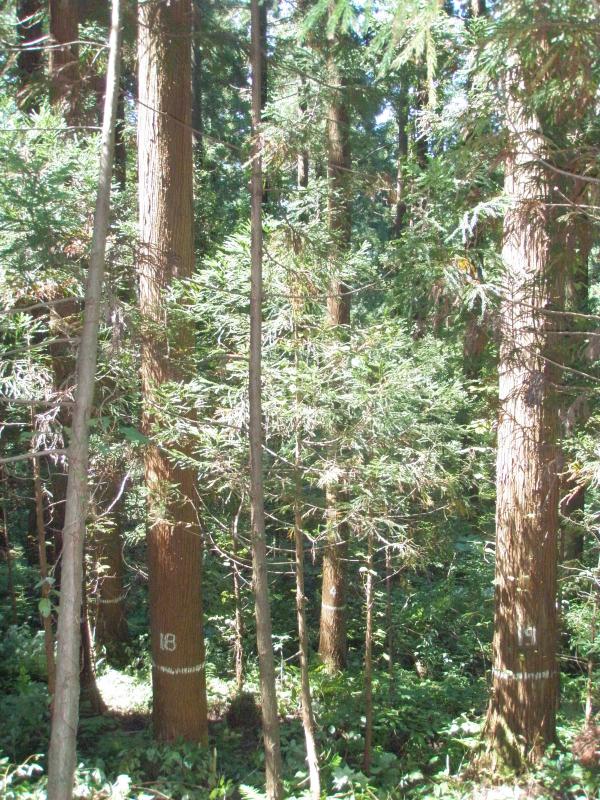 複層林施業指標林