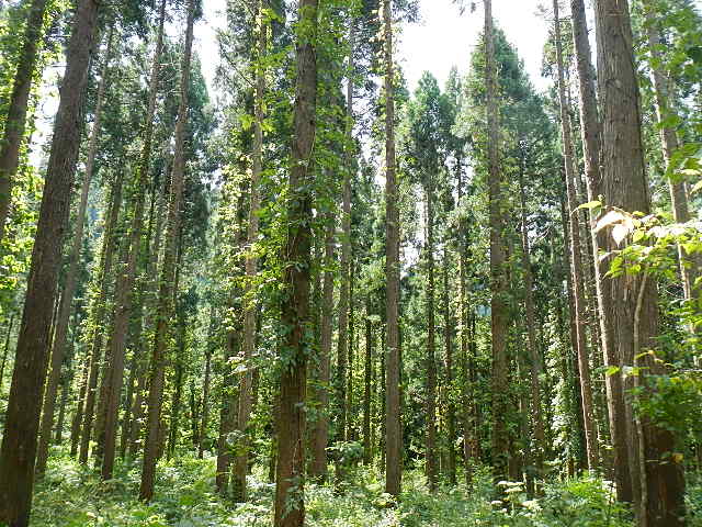 船岡間伐指標林
