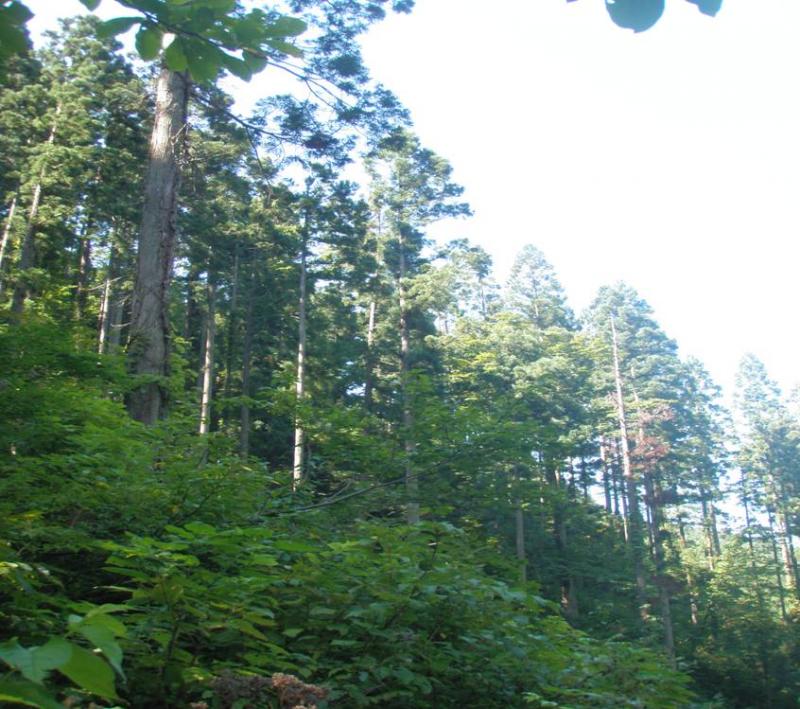 秋田式上層間伐指標林
