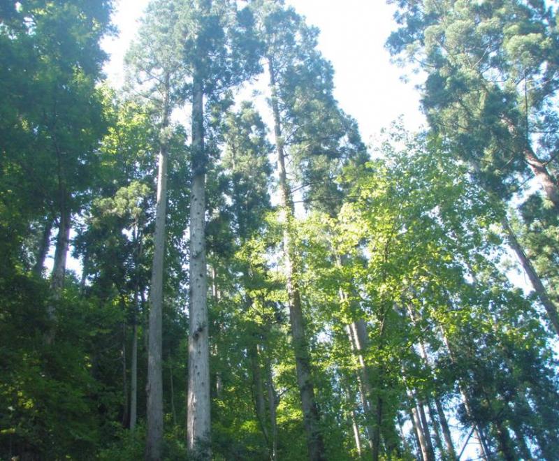 秋田式上層間伐指標林