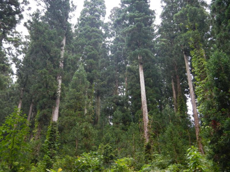 田沢複層林