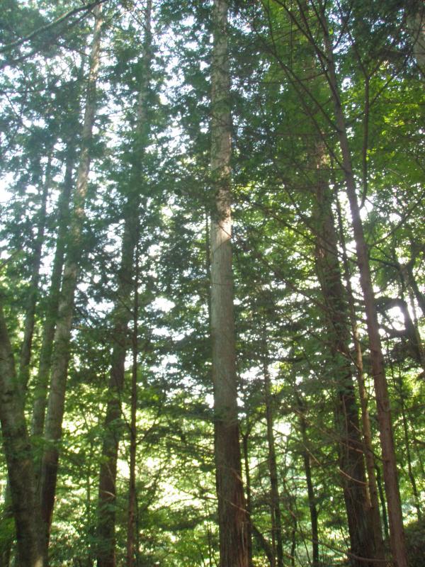 鈎取山針葉樹人工林施業展示林 （56り）