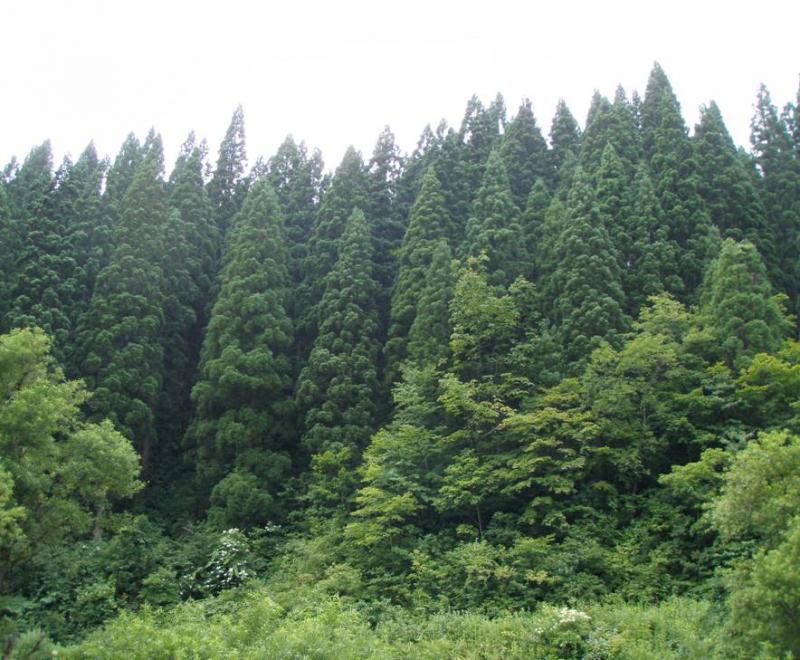 米代東部複層林