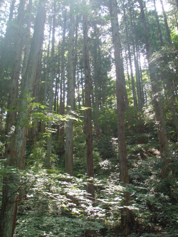鈎取山針葉樹人工林施業展示林 （56り）