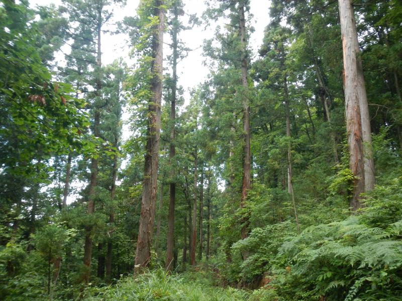 複層林施業指標林（6ろ外）