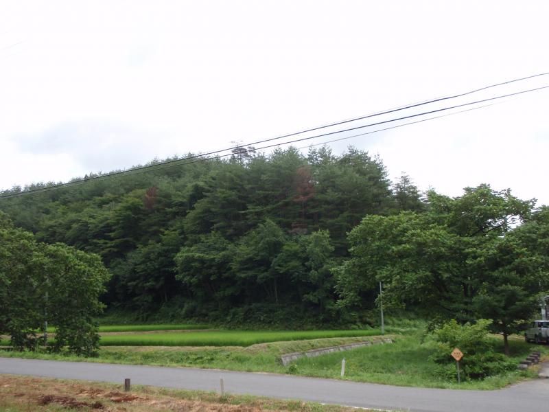 鮎川山アカマツ施業指標林（625り）