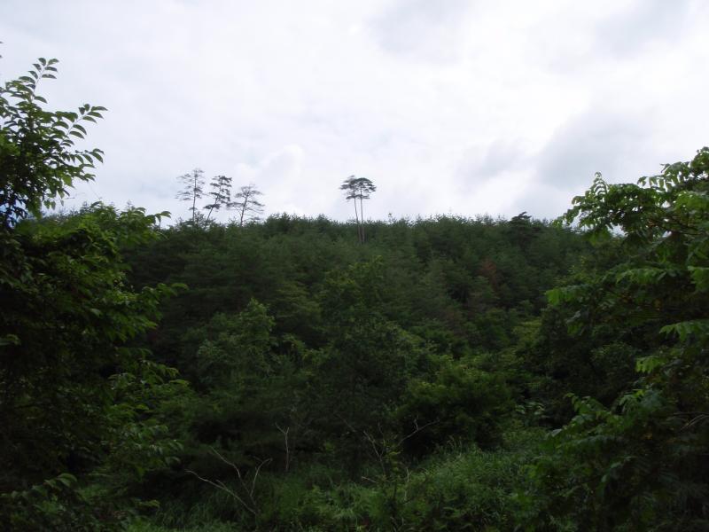 鮎川山アカマツ施業指標林（625り）