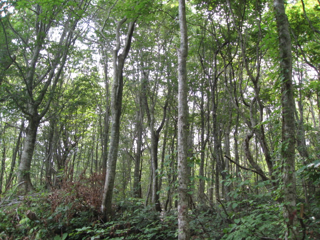水沢ブナ施業指標林（116ろ2～15）