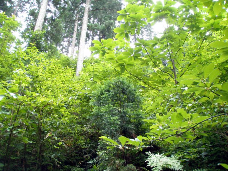 複層林施業指標林