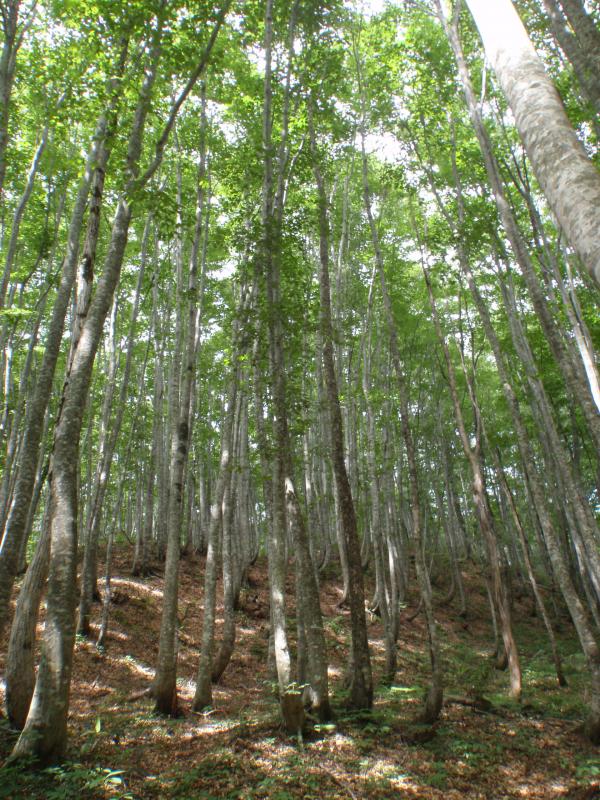 本内山ブナ施業指標林（1150い6）