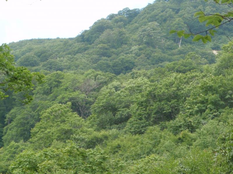 本内山ブナ施業指標林（1150い6）