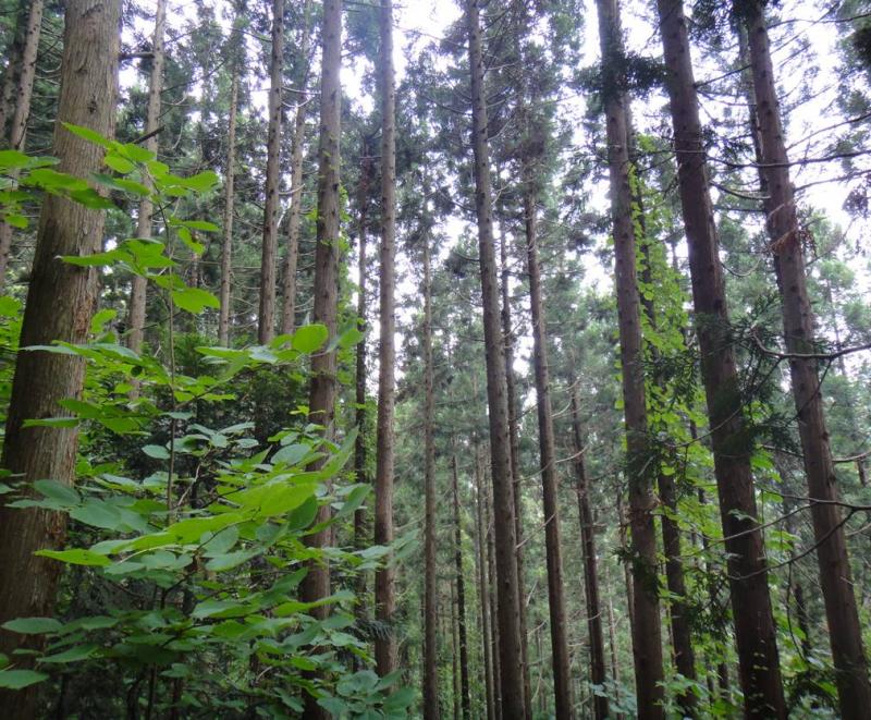 島田スギ人工林施業指標林